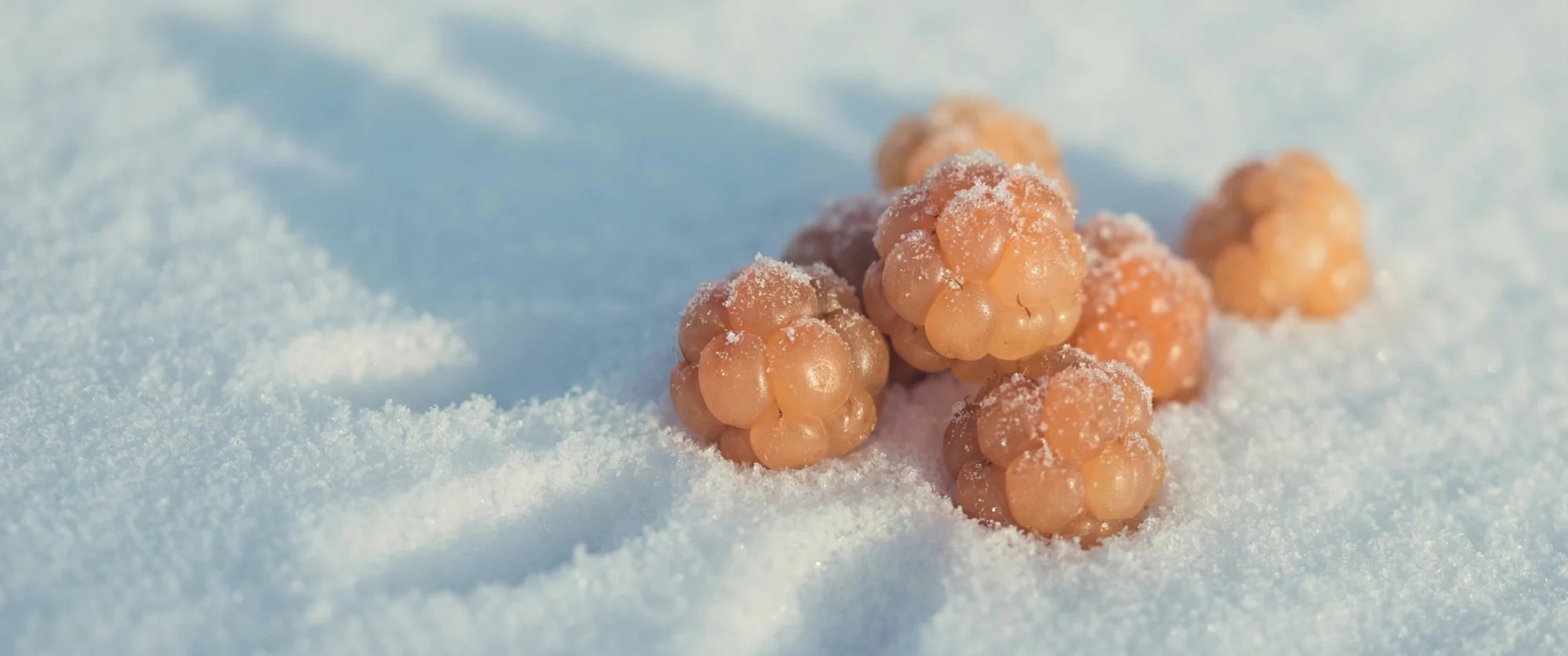 Cloudberries covered in snow on a snowy surface
